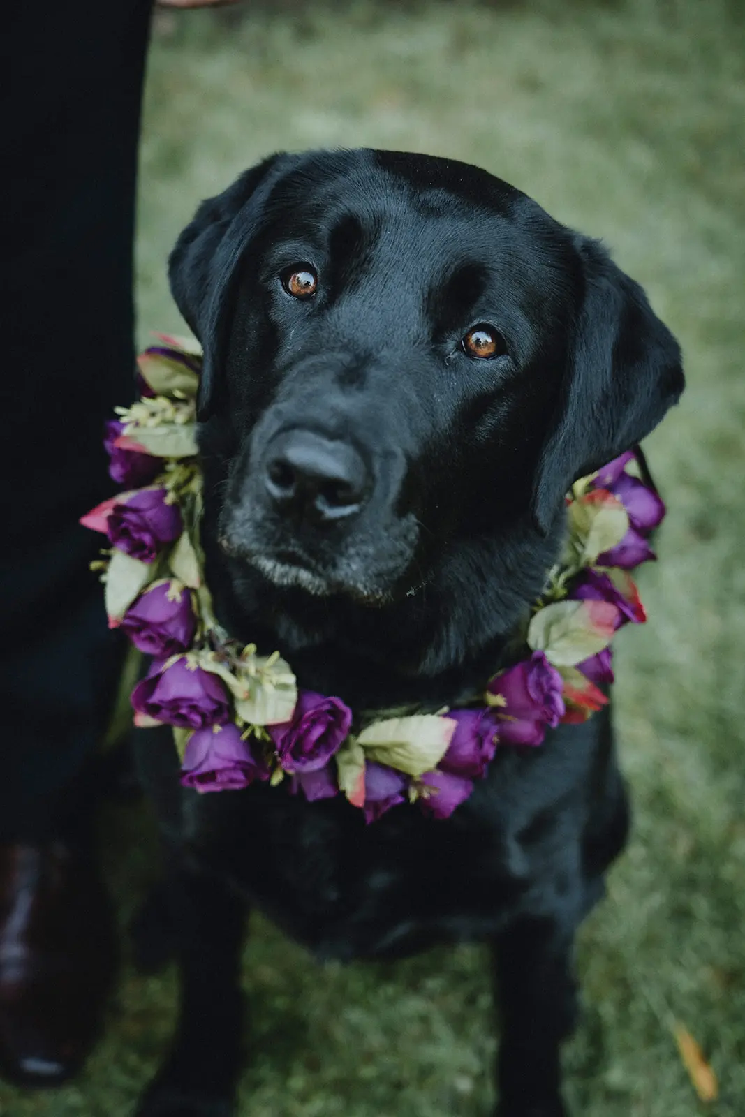 A beautiful black lab with a collar of bridal flowers looks directly at the camera.