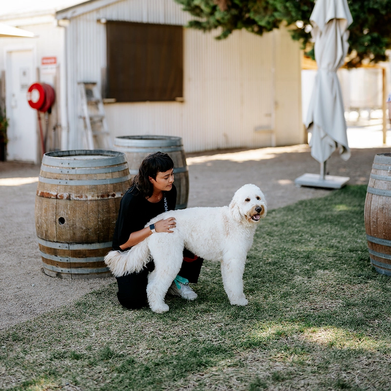 Rina pats a fluffy labradoodle before their big moment