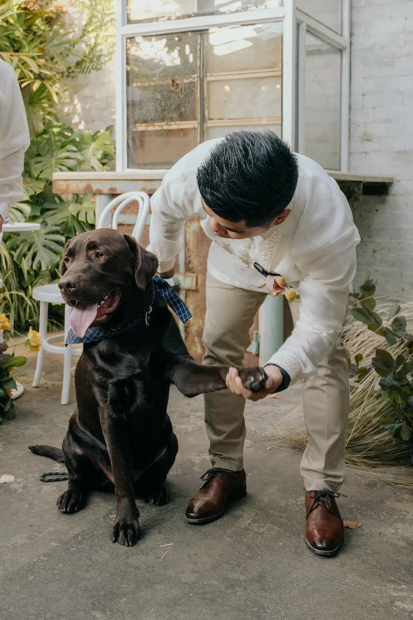 A chocolate lab at a wedding holds hands with the groom.