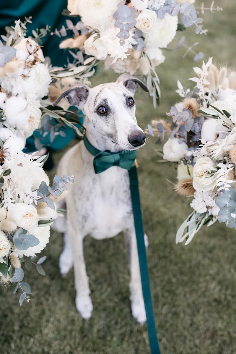 A very dapper greyhound with a green bowties sits on the grass, surrounded by bridal flowers.