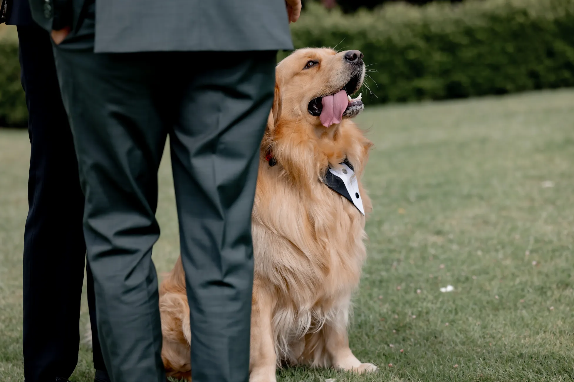 A very handsome golden retriever with a tuxedo collar sticks his tongue out.