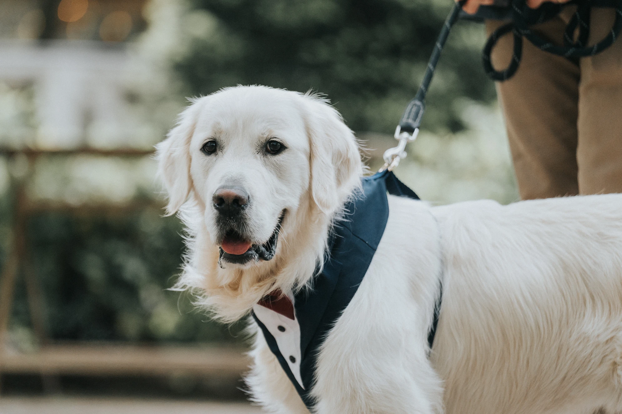 Handsome Golden Retriever